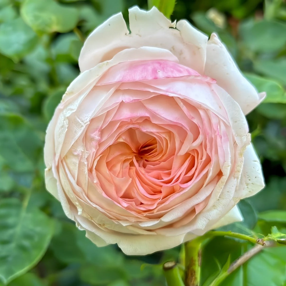 Confiture Rose Plant | 果酱 image 9