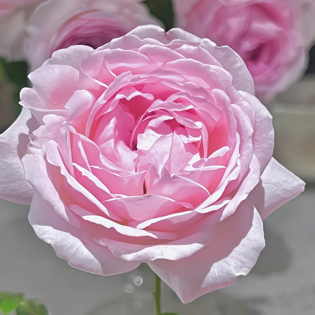 Roselyne Rose Plant｜罗斯丽娜 image 3
