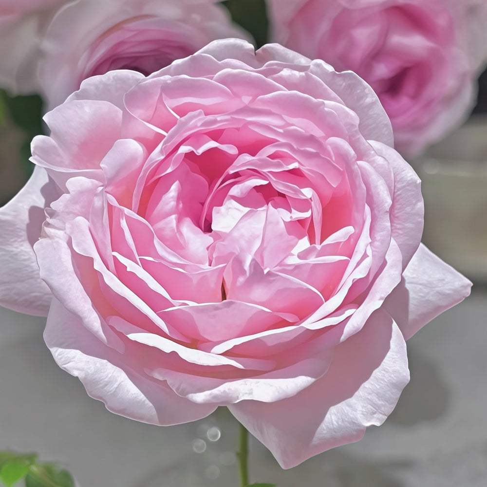 Roselyne Rose Plant｜罗斯丽娜 image 3