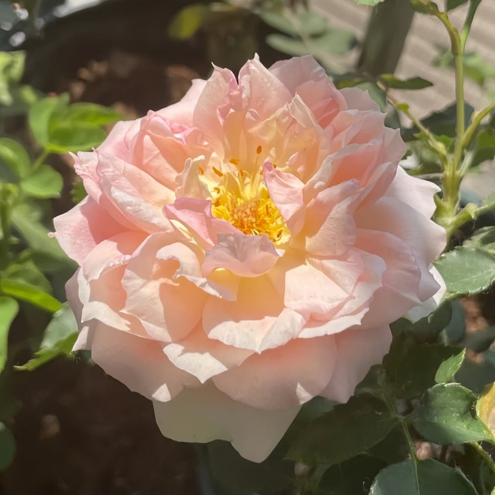 Nausica Rose Plant|娜乌西卡 image 5