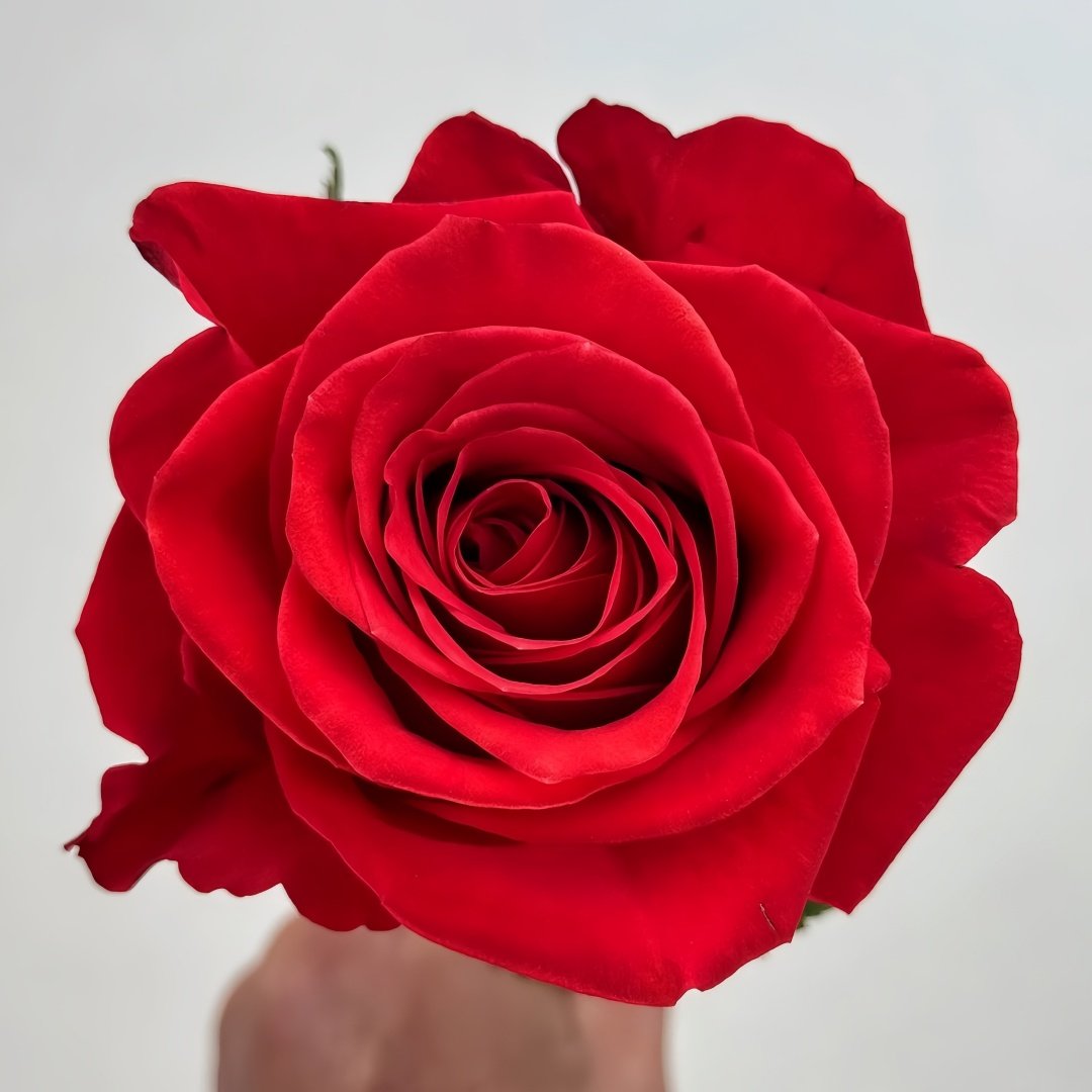 New Face Rose Plant|新面孔 image 1