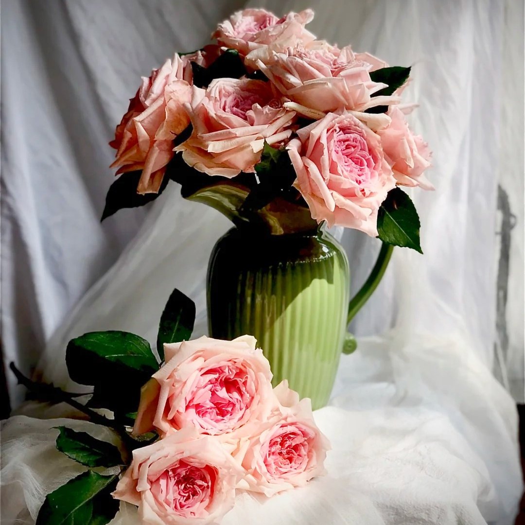 Princess Hitomi Rose Plant｜仁美公主 image 14