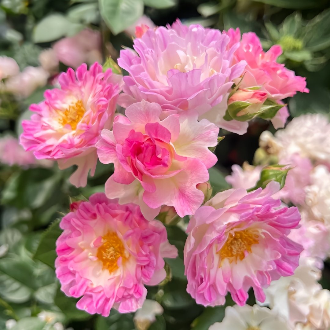 Sea Anemone Rose Plant | 海葵 image 4