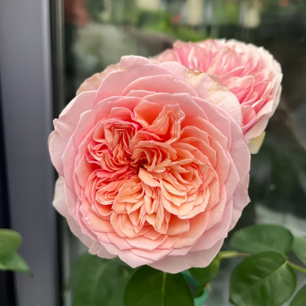 Romeo Rose Plant｜罗密欧 image 2