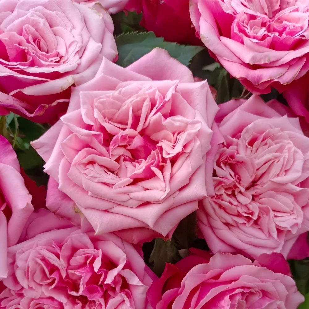 Alter Ego Rose Plant|闺蜜 image 6
