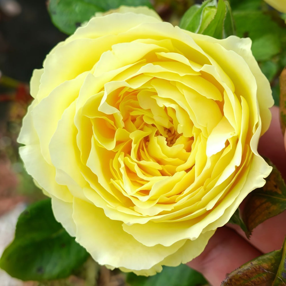 Hiyoko Rose Plant|小黄鸡 image 6