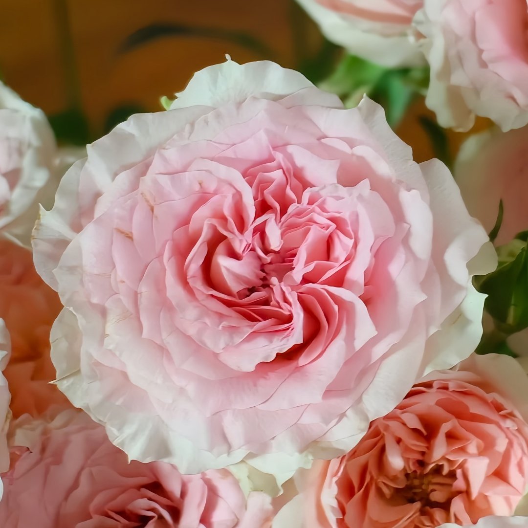 Fancy Rora Rose Plant｜情迷罗拉 image 5