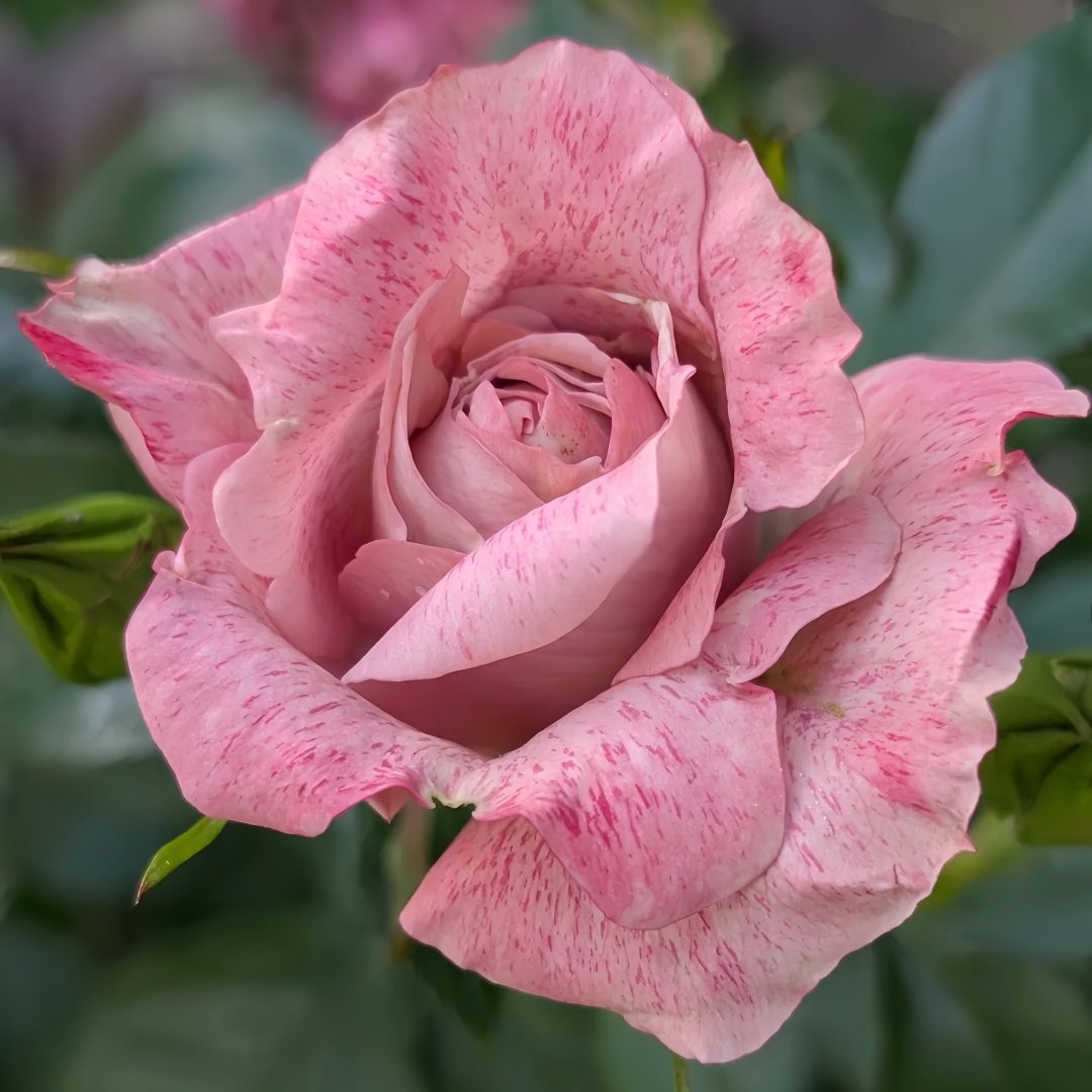 MEIvanae Rose Plant｜里昂优雅 image 7