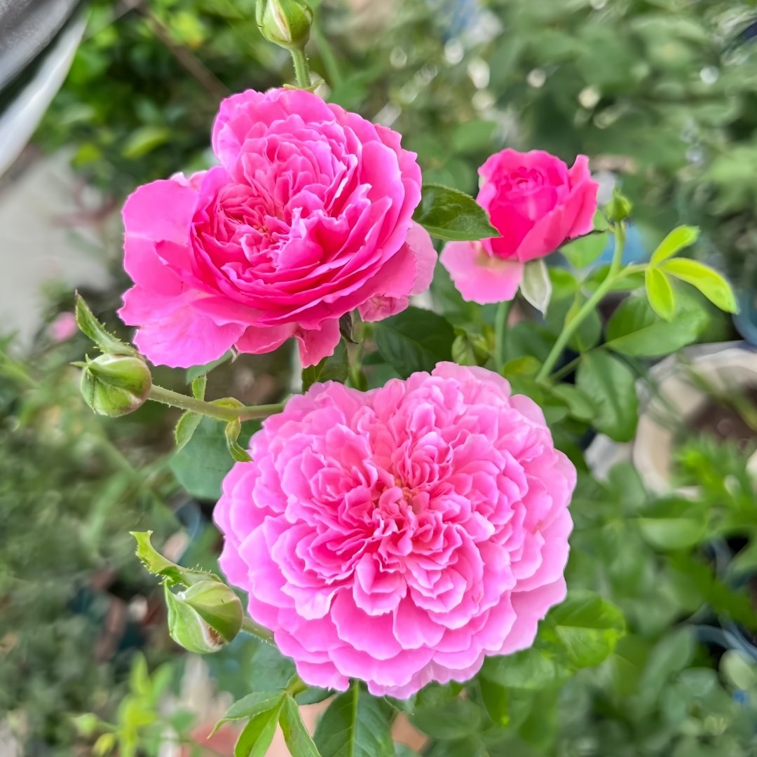 M-Nostalgic Elegance Rose Plant｜怀旧优雅 image 5