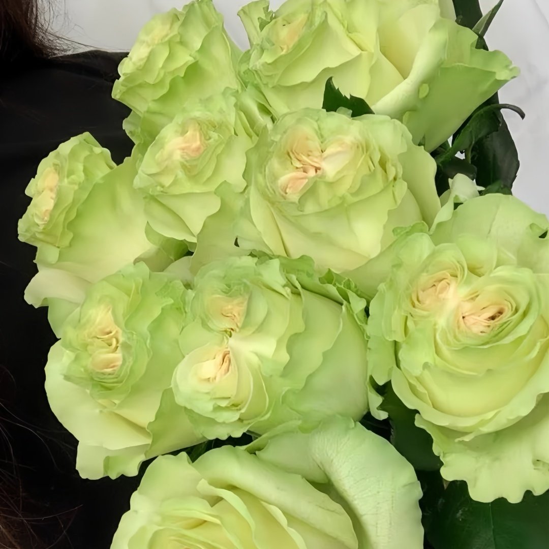 Dynamic Rose Plant|琉璃翠 image 7