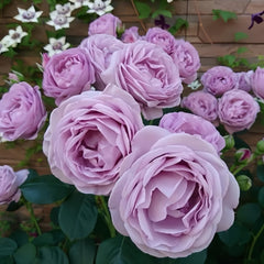 Shinoburedo Rose Plant|蓝色风暴 image 2