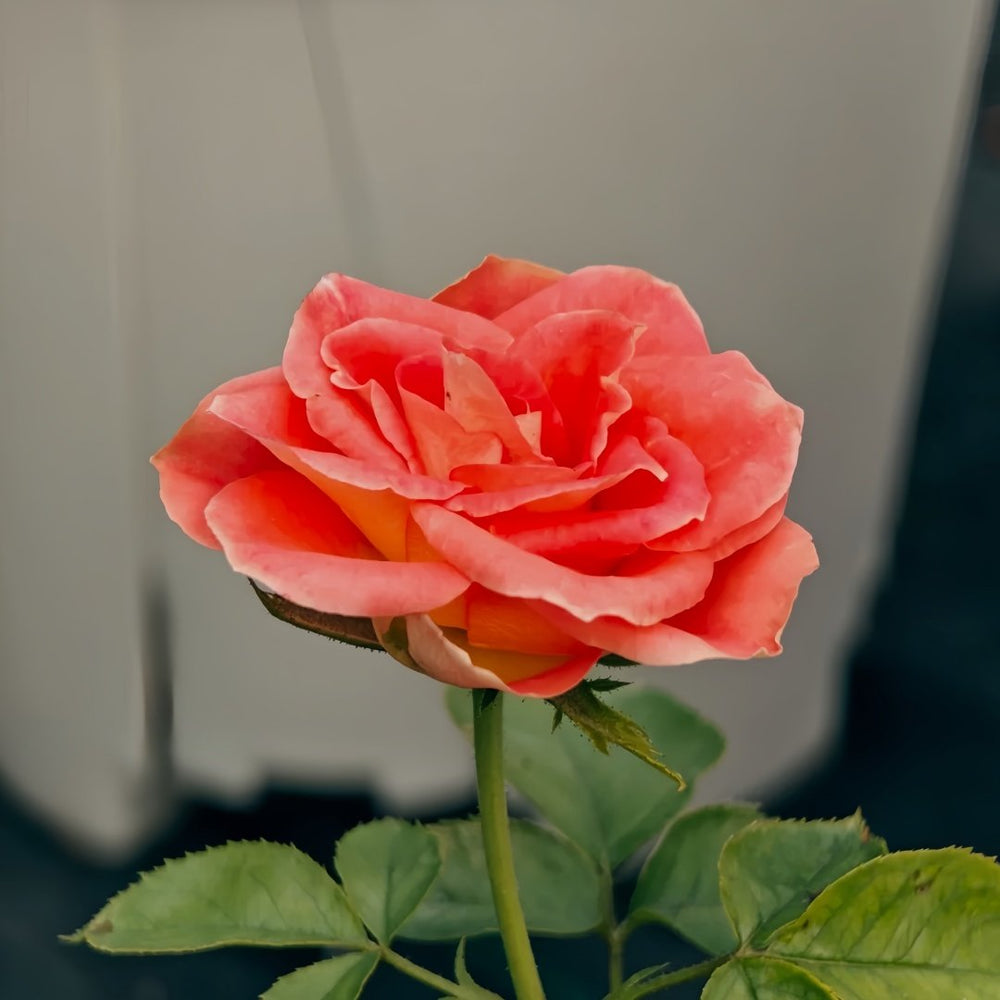 Kayn Rose Plant｜凯隐玫瑰 image 6