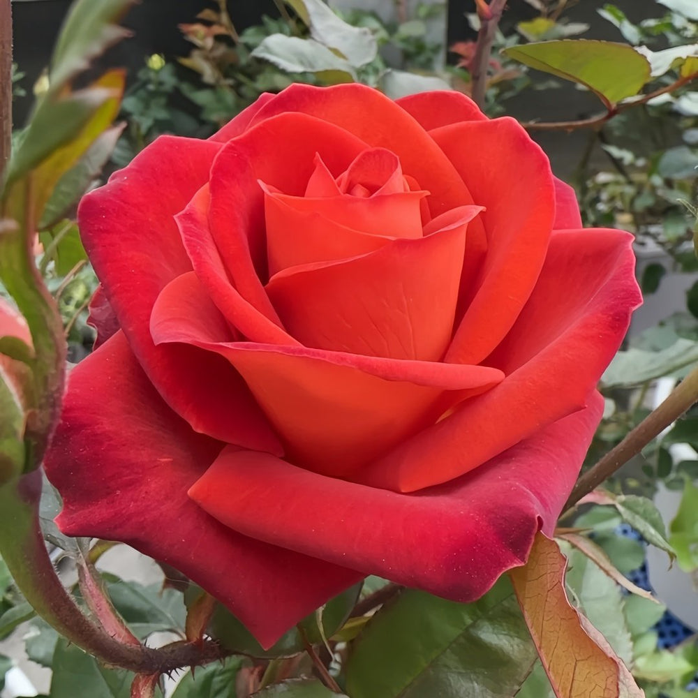 Café Del Mar Rose Plant｜咖啡德玛 image 5