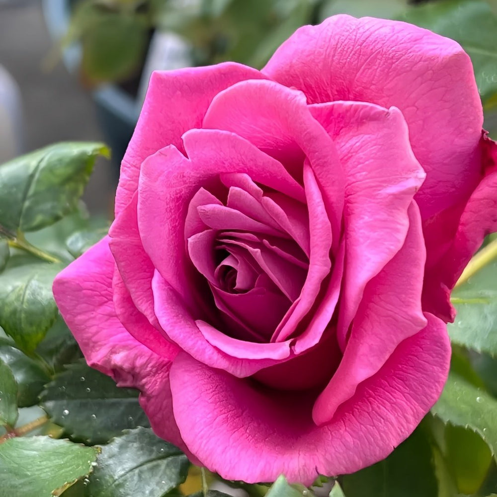 Claude Brasseur Rose Plant｜克劳德布拉瑟 image 3