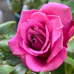 Claude Brasseur Rose Plant｜克劳德布拉瑟 image 3