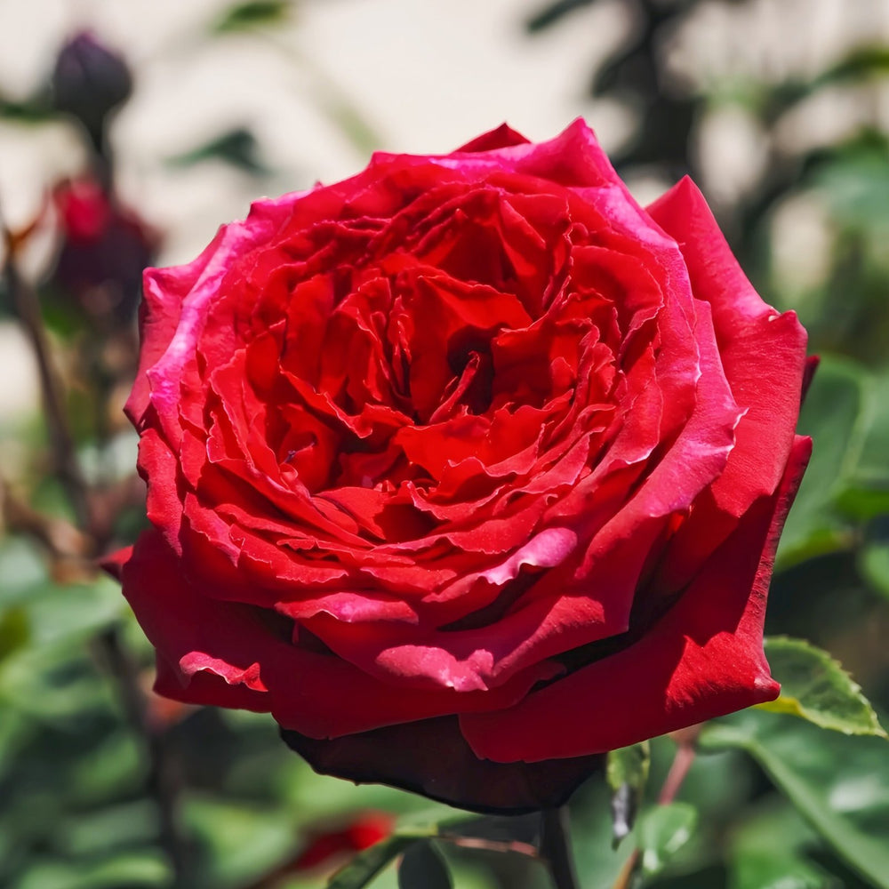 Botero Rose Plant|恩典女士 image 4