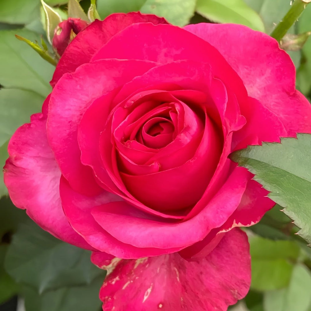 Lola Rose Plant|劳拉 image 6