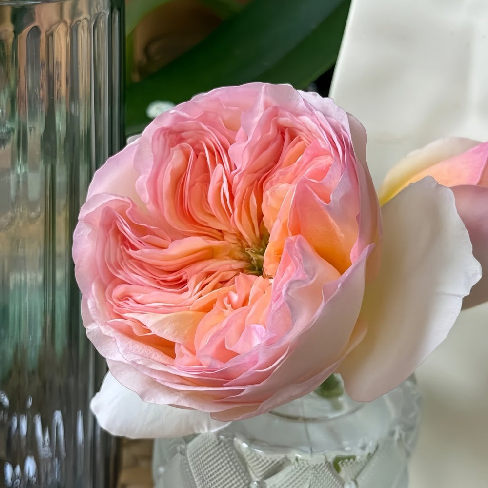 Georgina Gardens Rose Plant｜乔治娜花园 image 6
