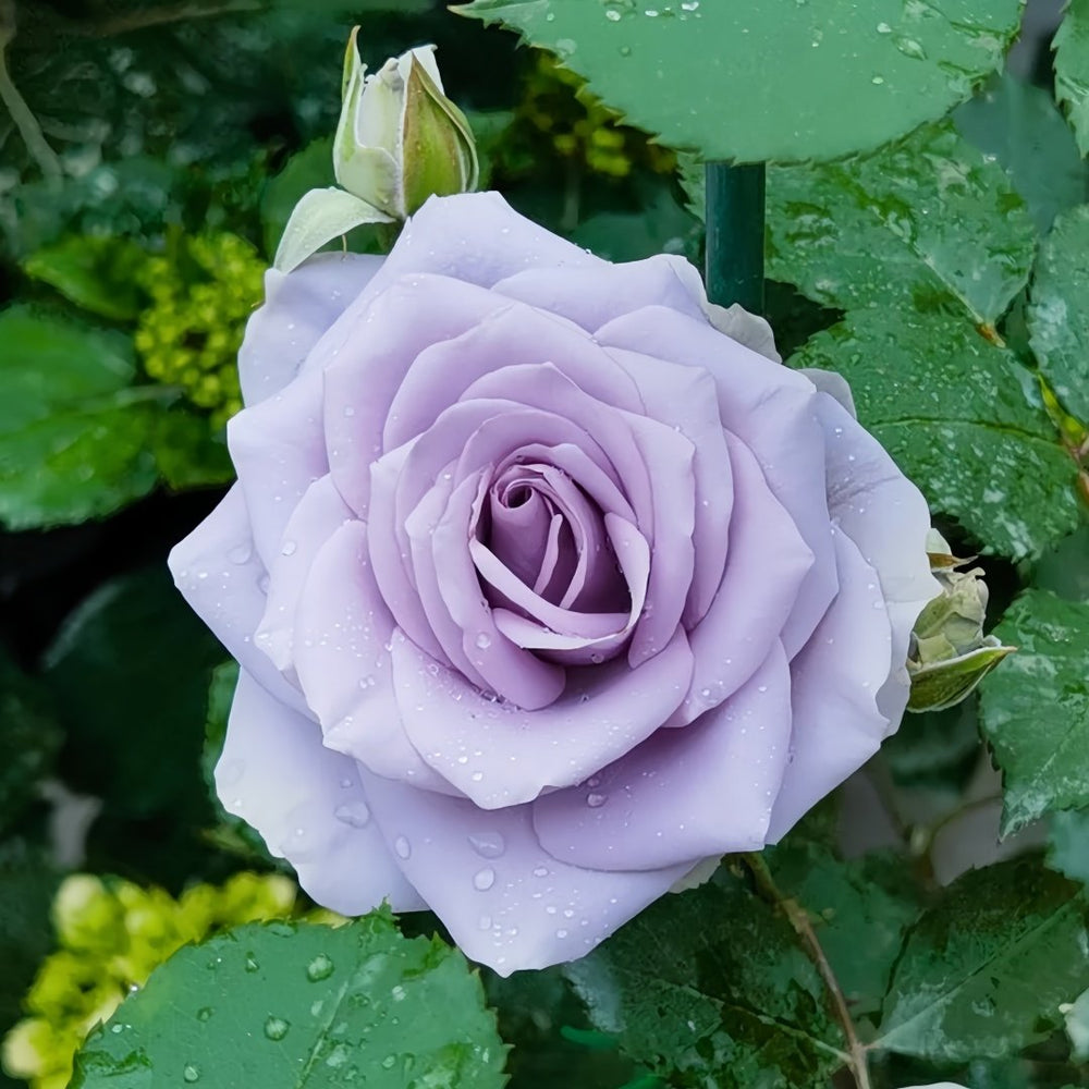 Turn Blue Rose Plant|转蓝 image 5