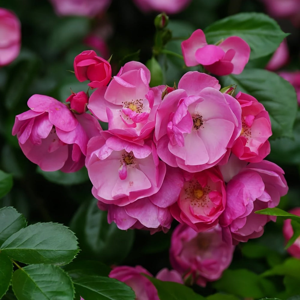 Angela Rose Plant｜安吉拉 image 3