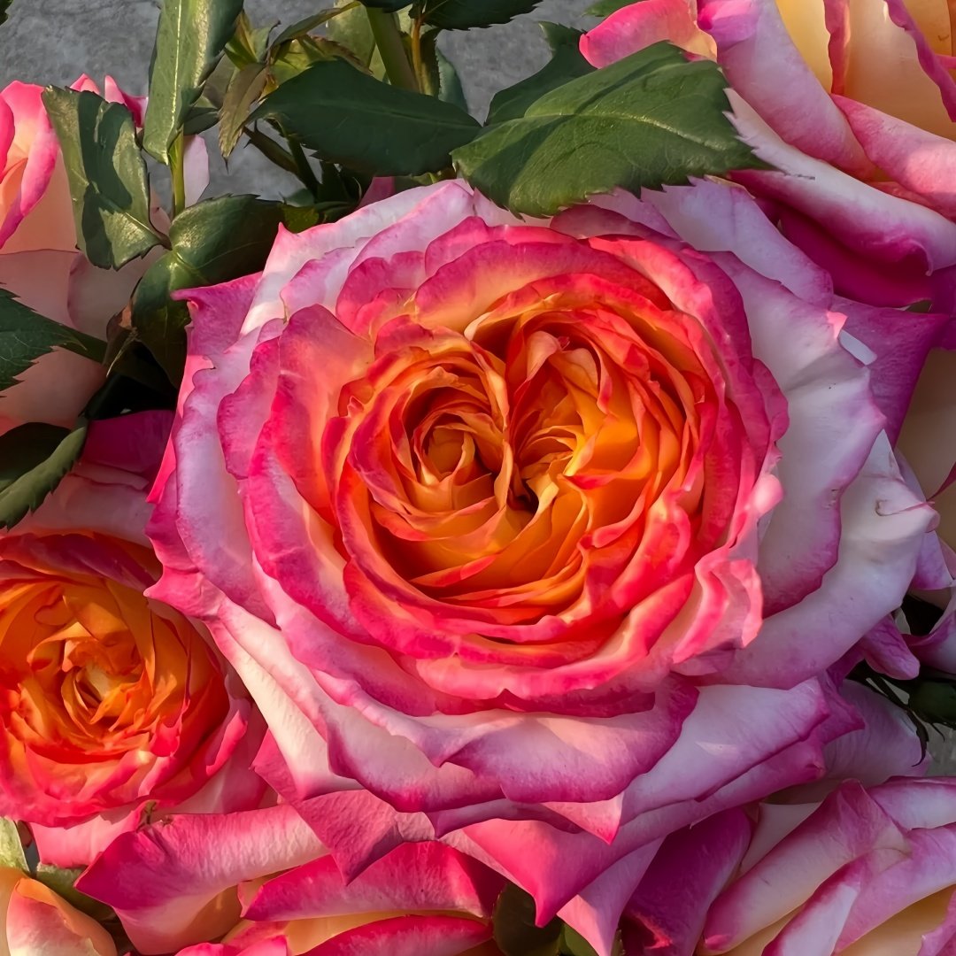 Pop Star Rose Plant|流行歌星 image 6