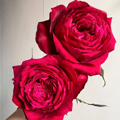 Janice kellogg Rose Plant|詹尼斯·凯洛格 image 3
