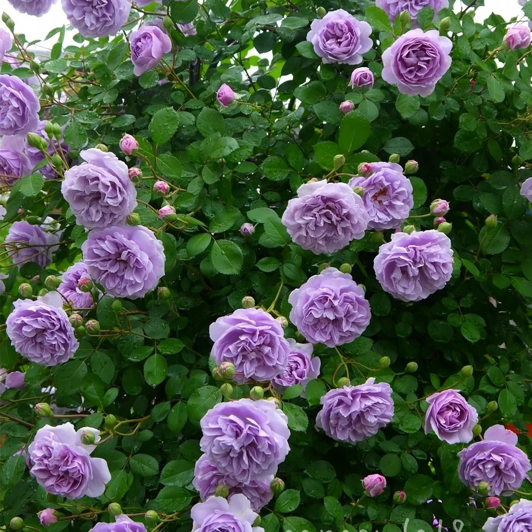 Rainy Blue Rose Plant｜蓝色阴雨 image 5