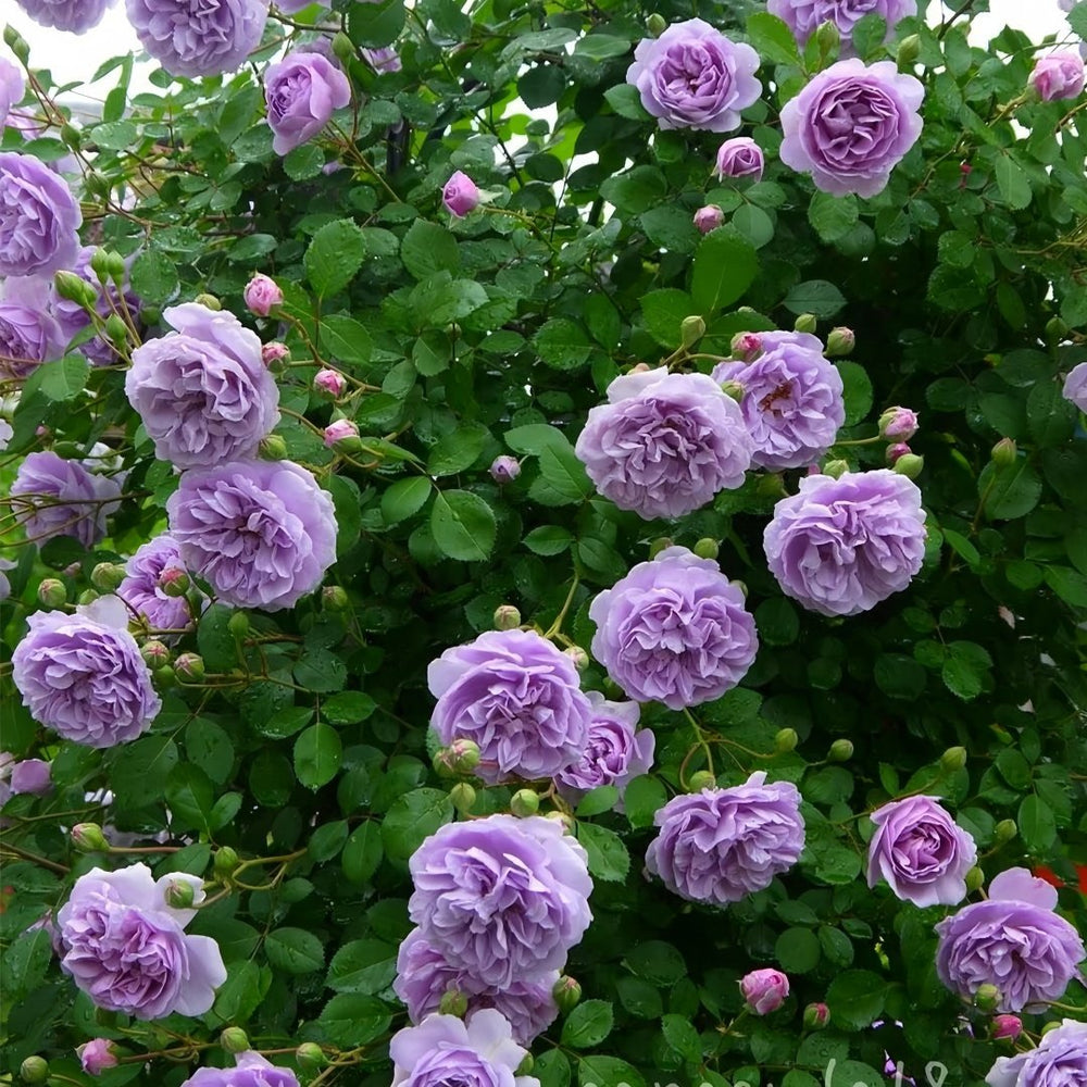 Rainy Blue Rose Plant｜蓝色阴雨 image 5