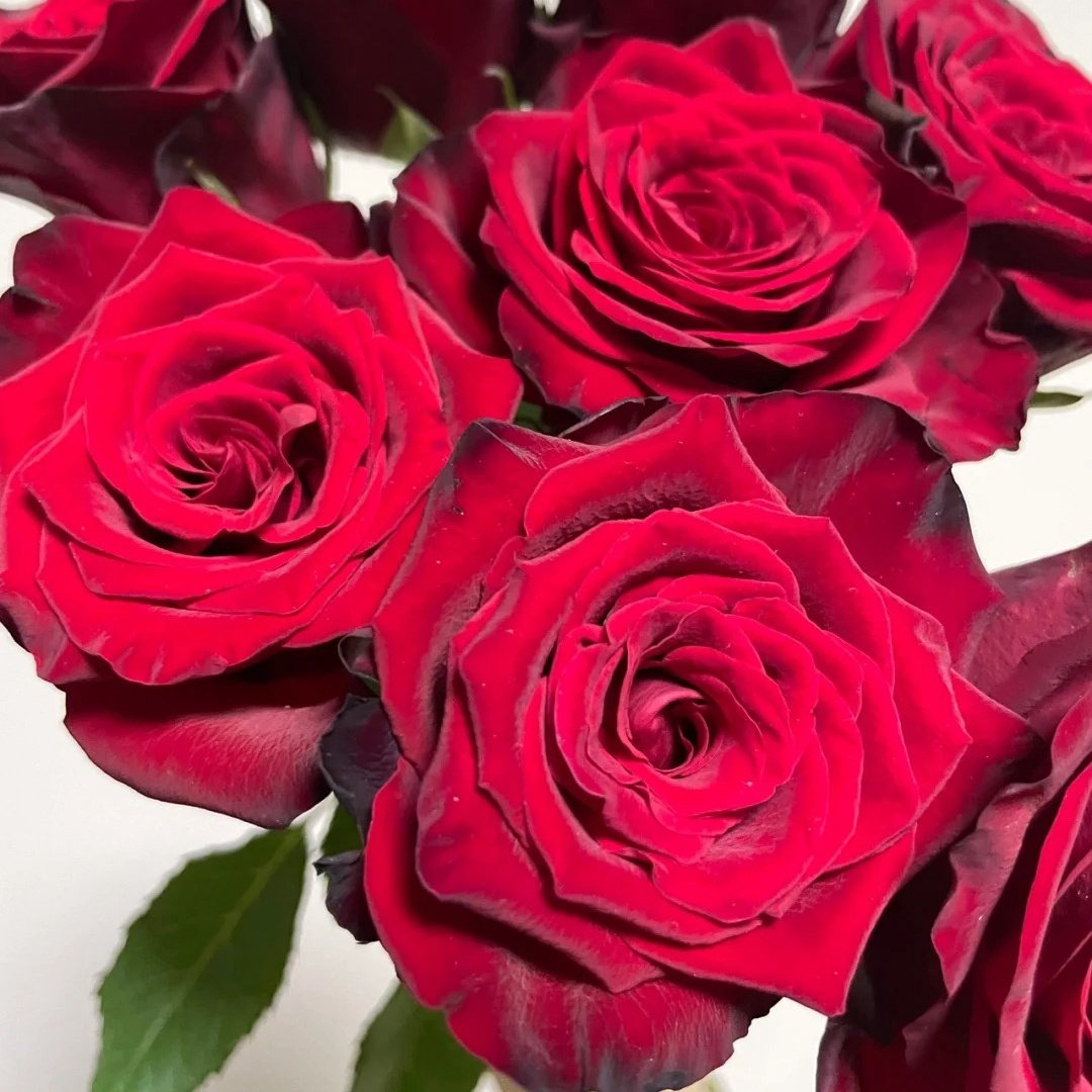 Legends Rose Plant|传奇玫瑰 image 1