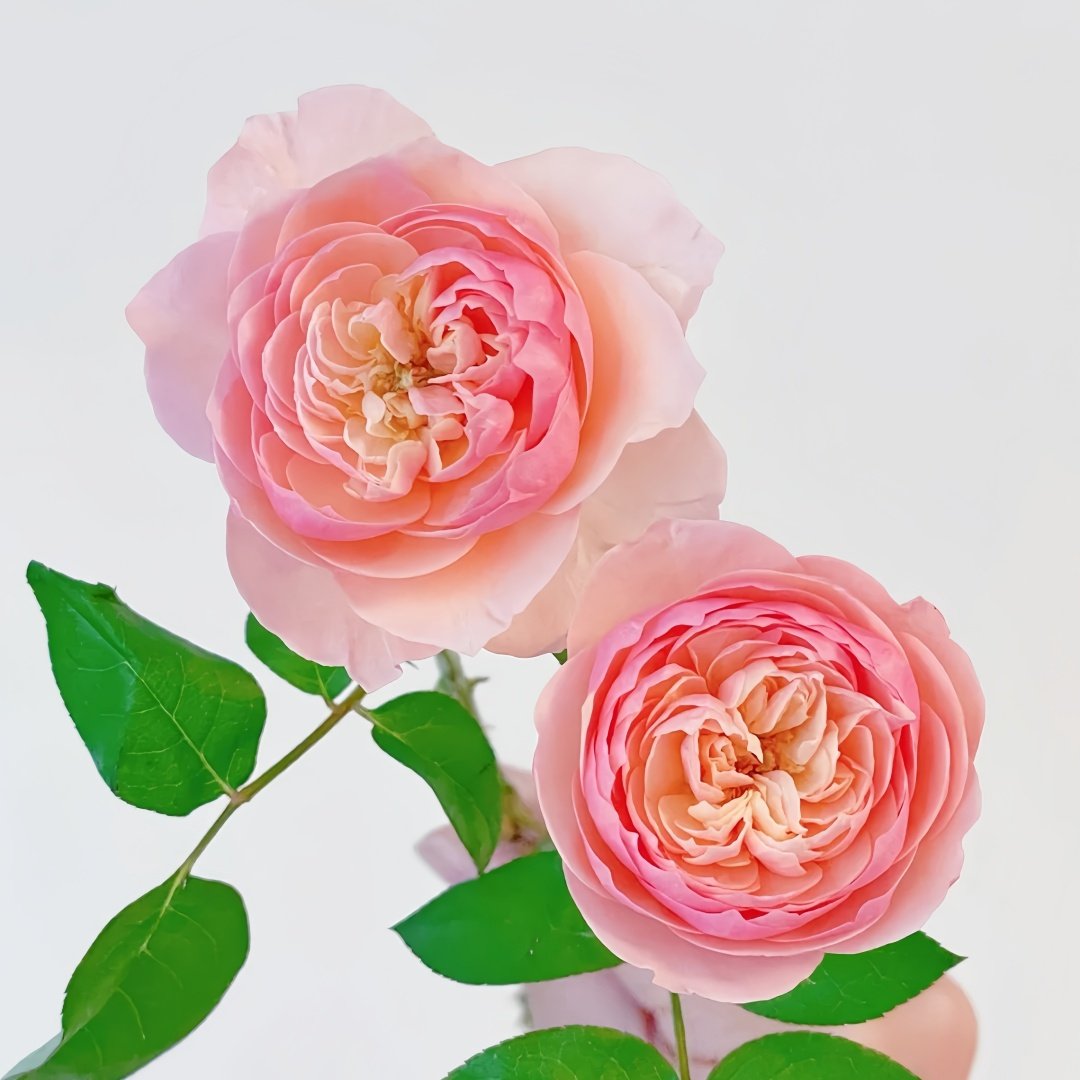 Romeo Rose Plant｜罗密欧 image 3