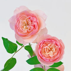 Romeo Rose Plant｜罗密欧 image 3