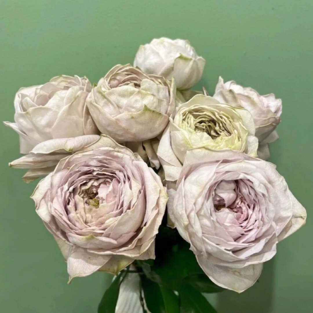 Shelvers Rose Plant | 贝壳花瓶 image 5