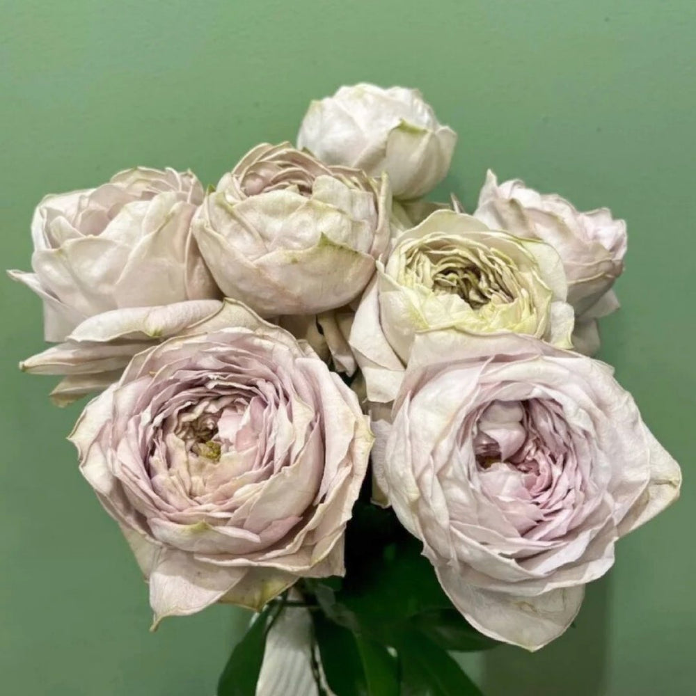 Shelvers Rose Plant | 贝壳花瓶 image 5