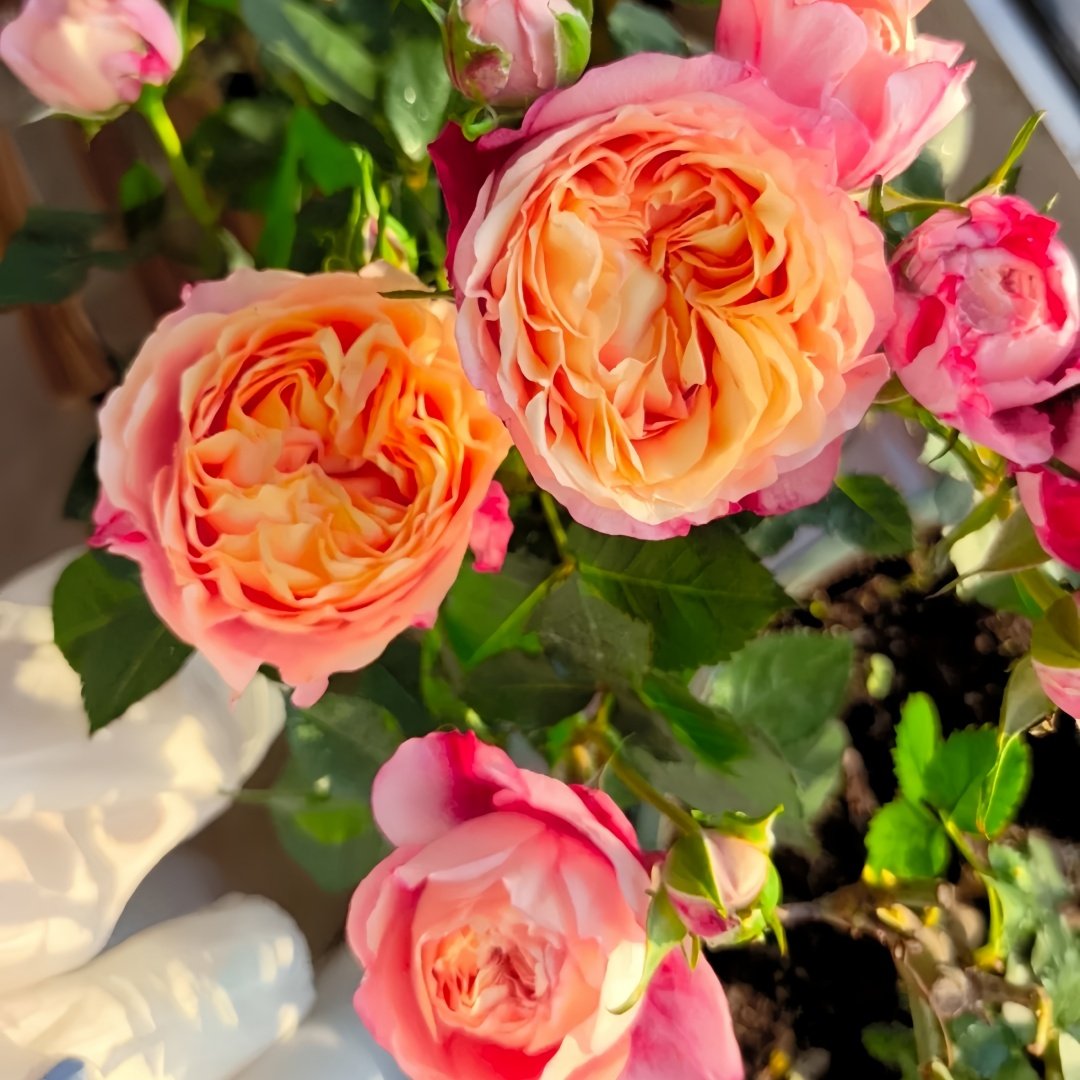 Fire X-pression Rose Plant｜大花美人 image 9