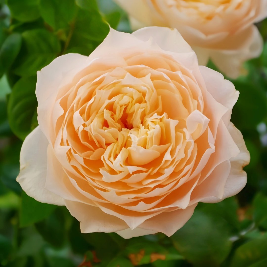Totoro Rose Plant｜龙猫 image 4