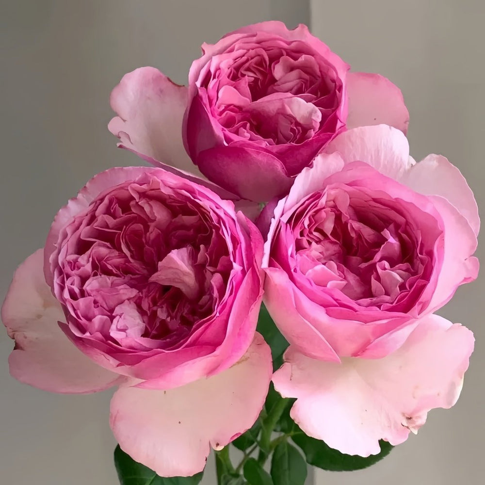 Neo cherry shallow Rose Plant ｜新浅樱桃 image 8
