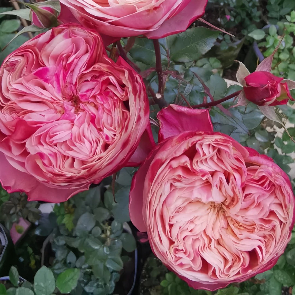 Victoria Classic Rose Plant｜维多利亚经典 image 8