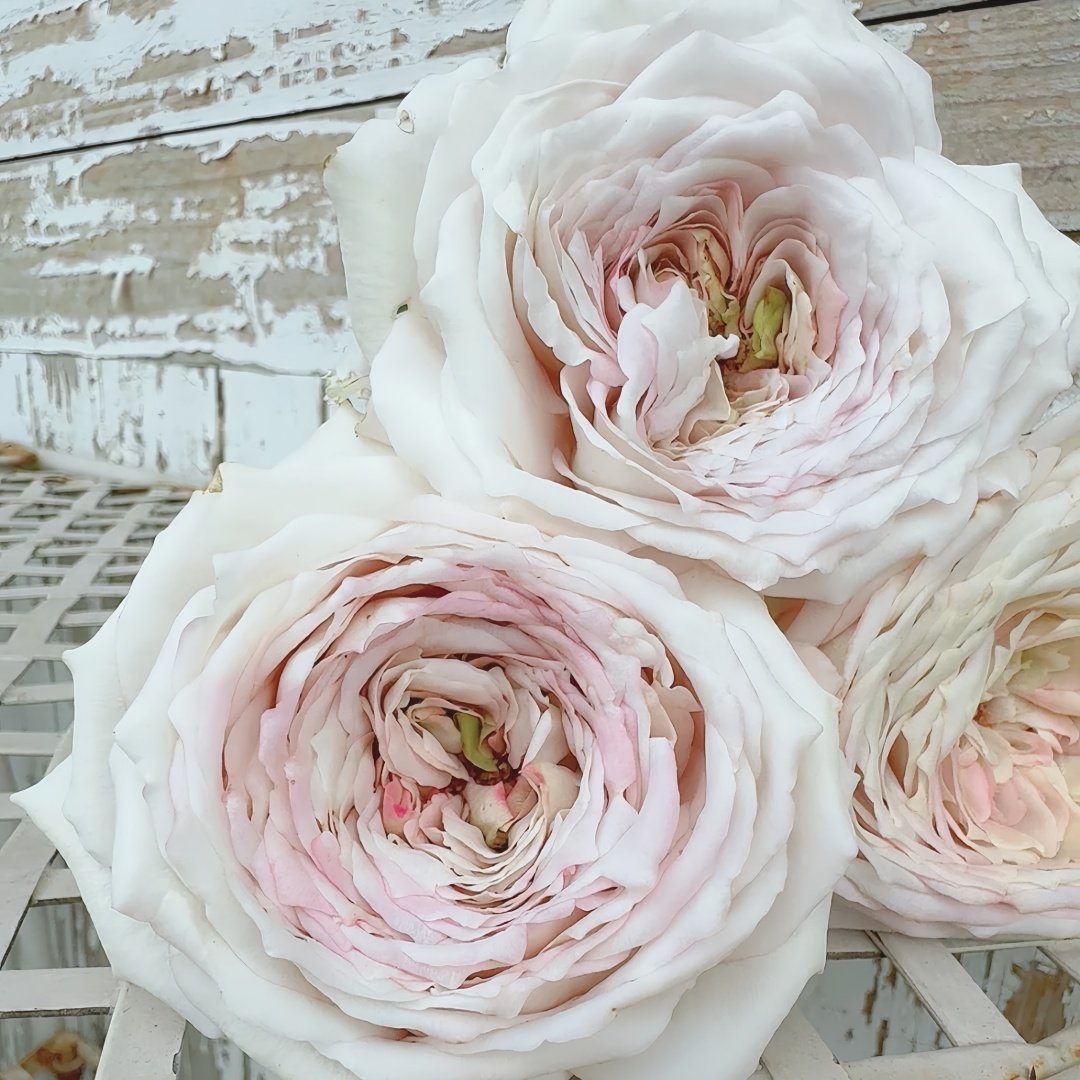 Milky Pearl Rose Plant｜珍珠牛乳 image 4