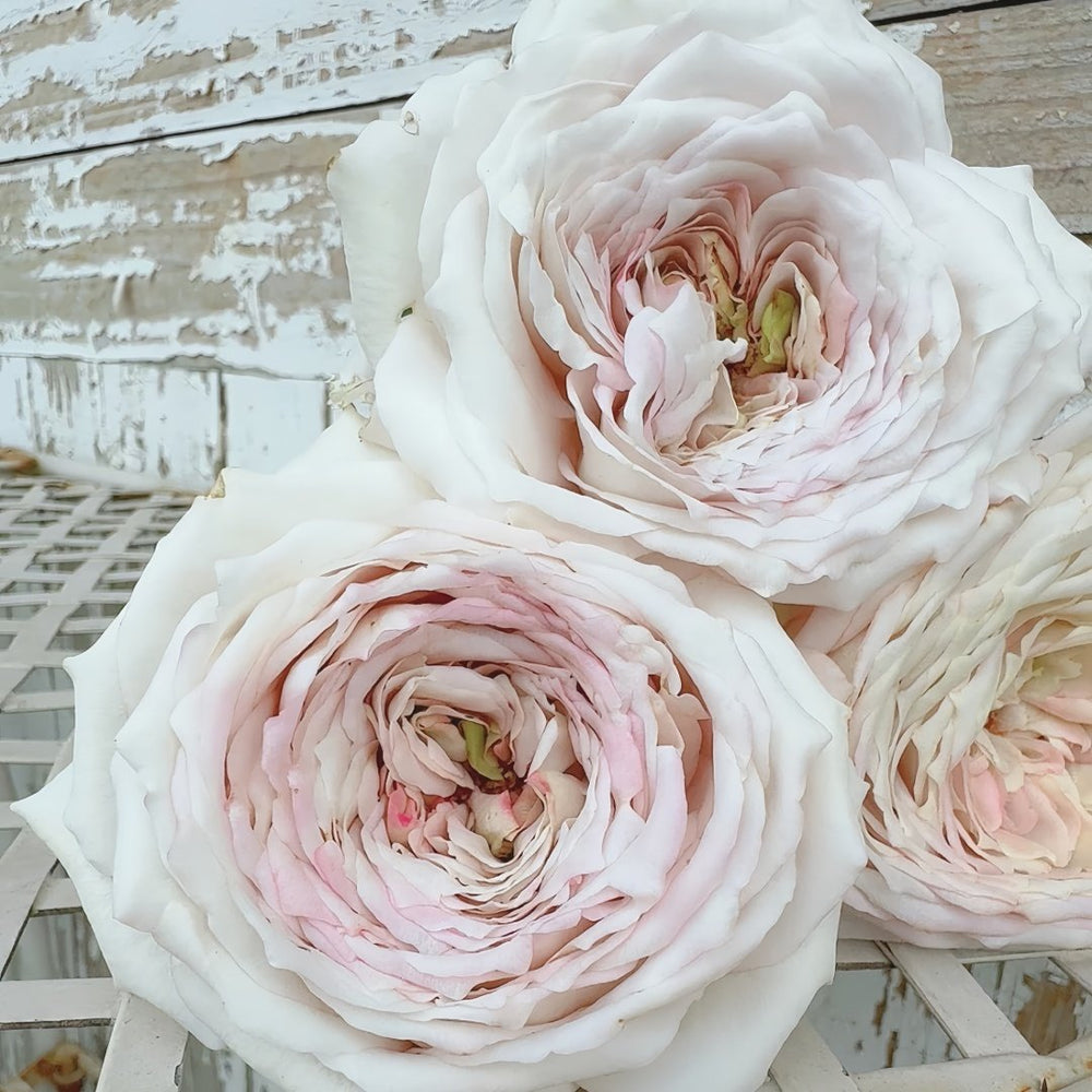 Milky Pearl Rose Plant｜珍珠牛乳 image 4