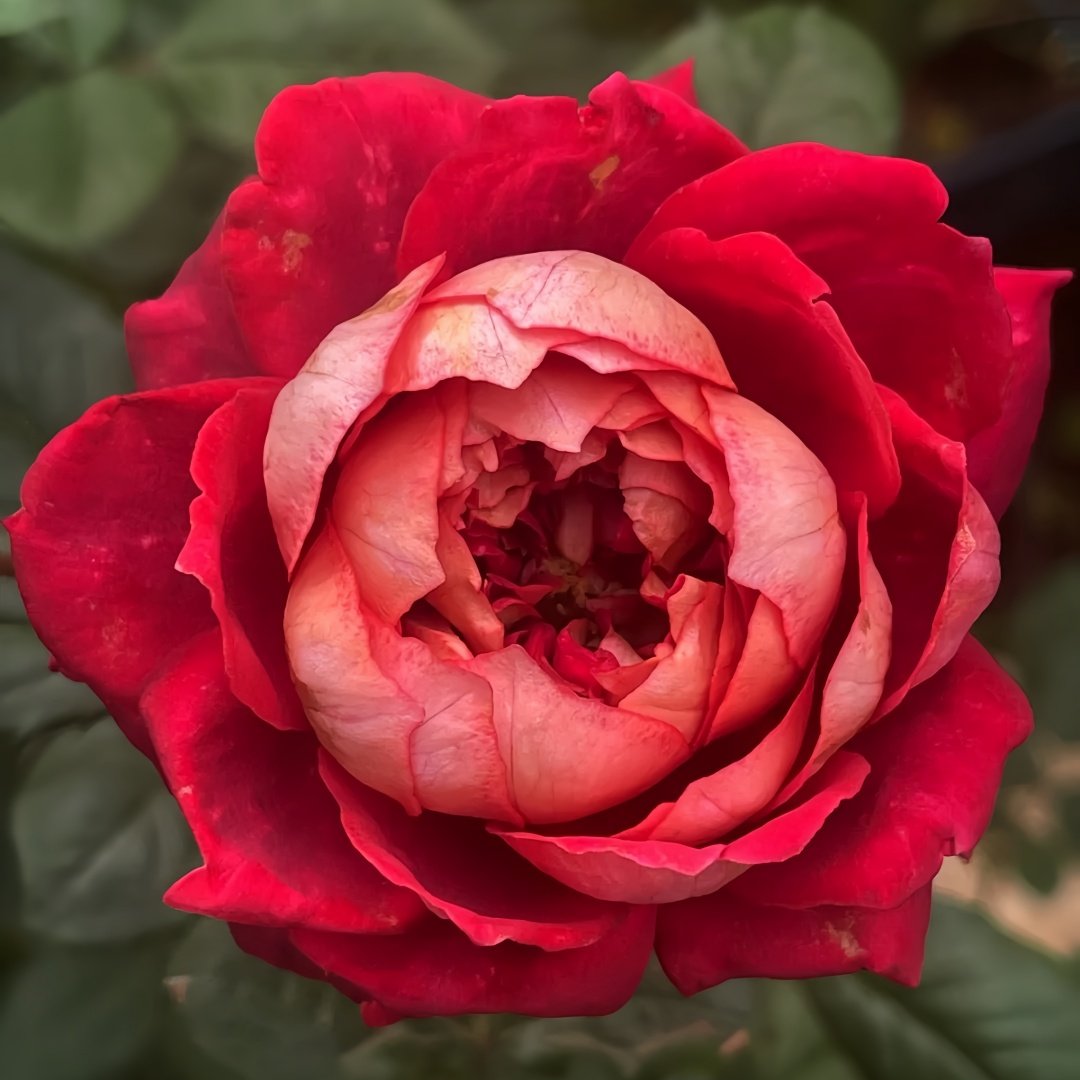 Dominique Massad Rose Plant｜马萨德医生 image 2