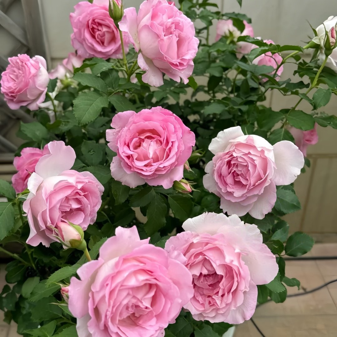 Rien Rose Plant｜河本绊 image 8