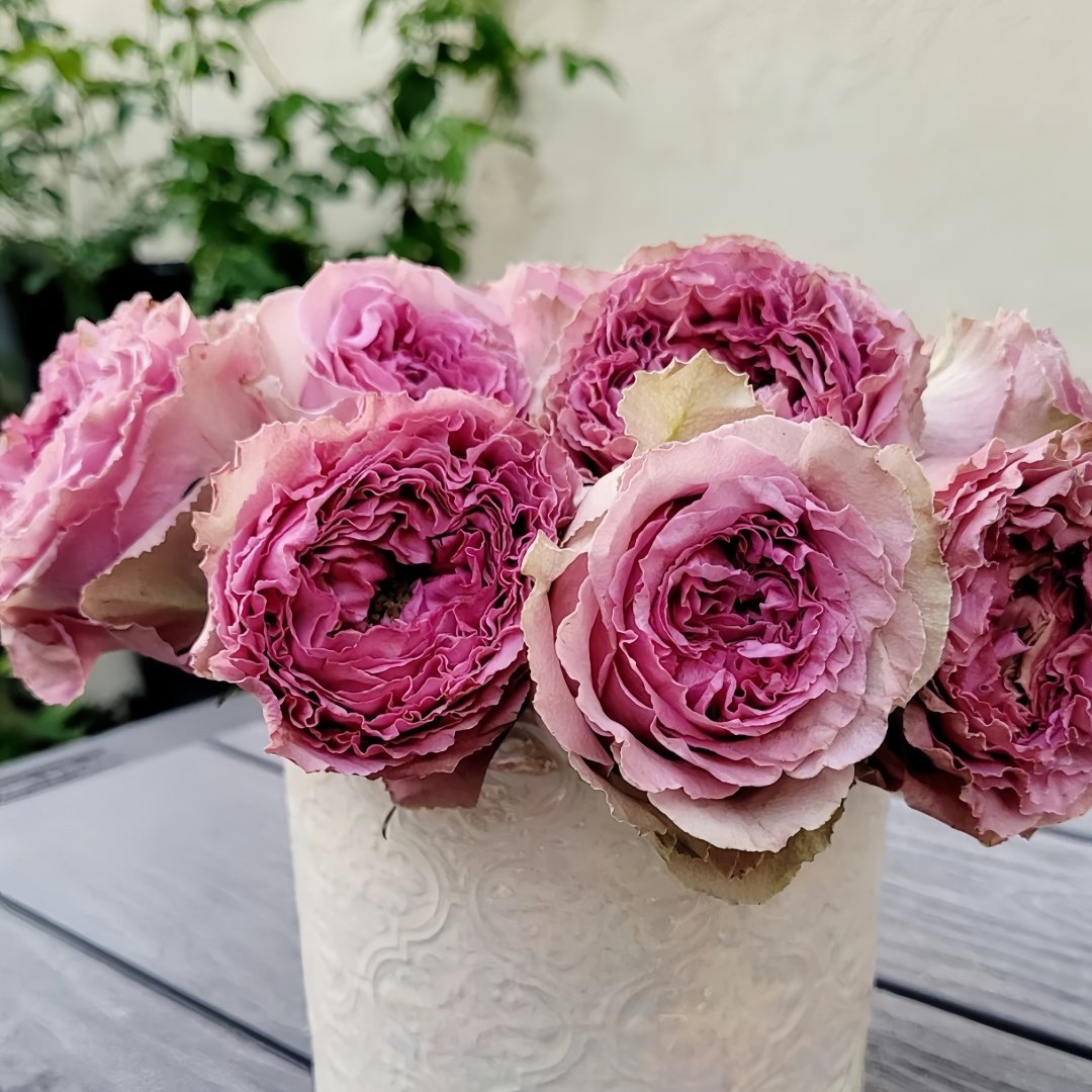 Wild Moments Rose Plant｜狂野时刻 image 6
