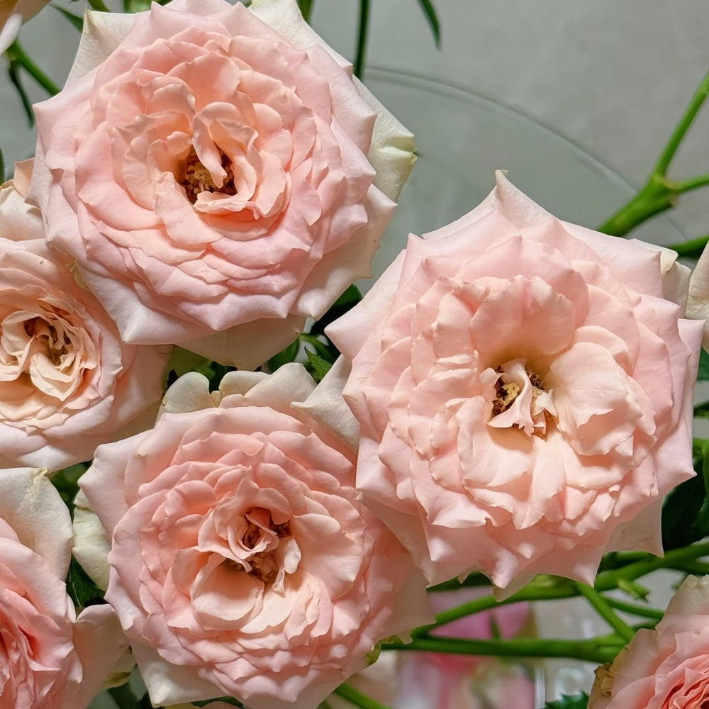Sweet Sara Rose Plant｜甜蜜萨拉 image 5