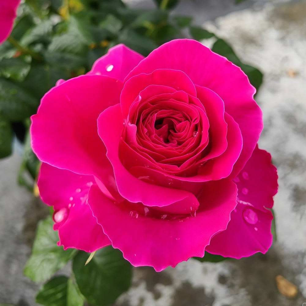 Kate Rose Plant｜凯特 image 7