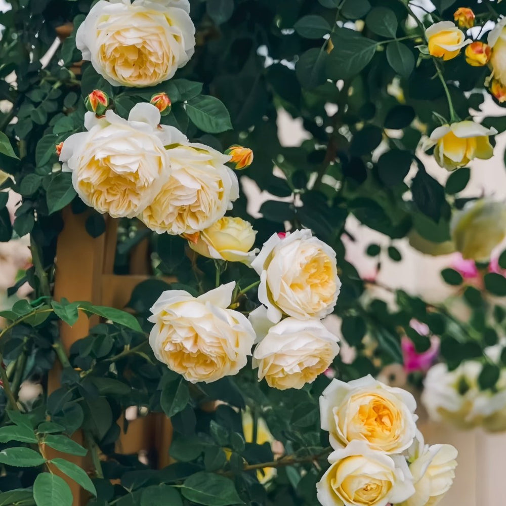 Teasing Georgia Rose Plant|欢笑格鲁吉亚 image 8