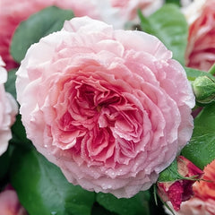 James Galway Rose Plant｜詹姆斯高威 image 1