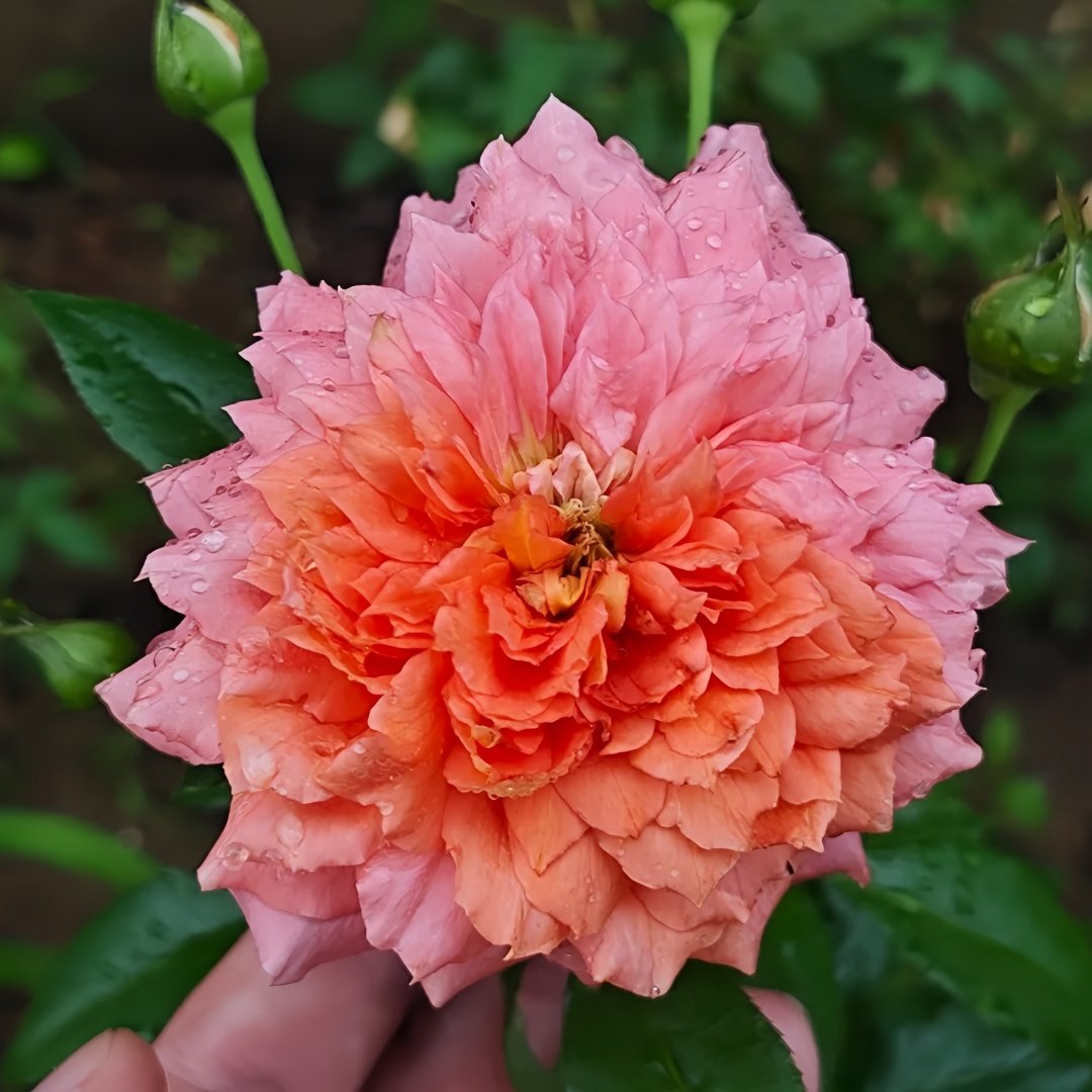 Argonauts Rose Plant｜阿尔戈英雄 image 0