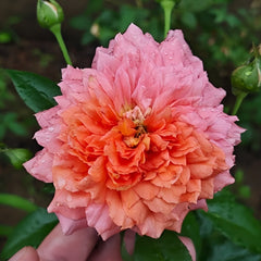 Argonauts Rose Plant｜阿尔戈英雄 image 0