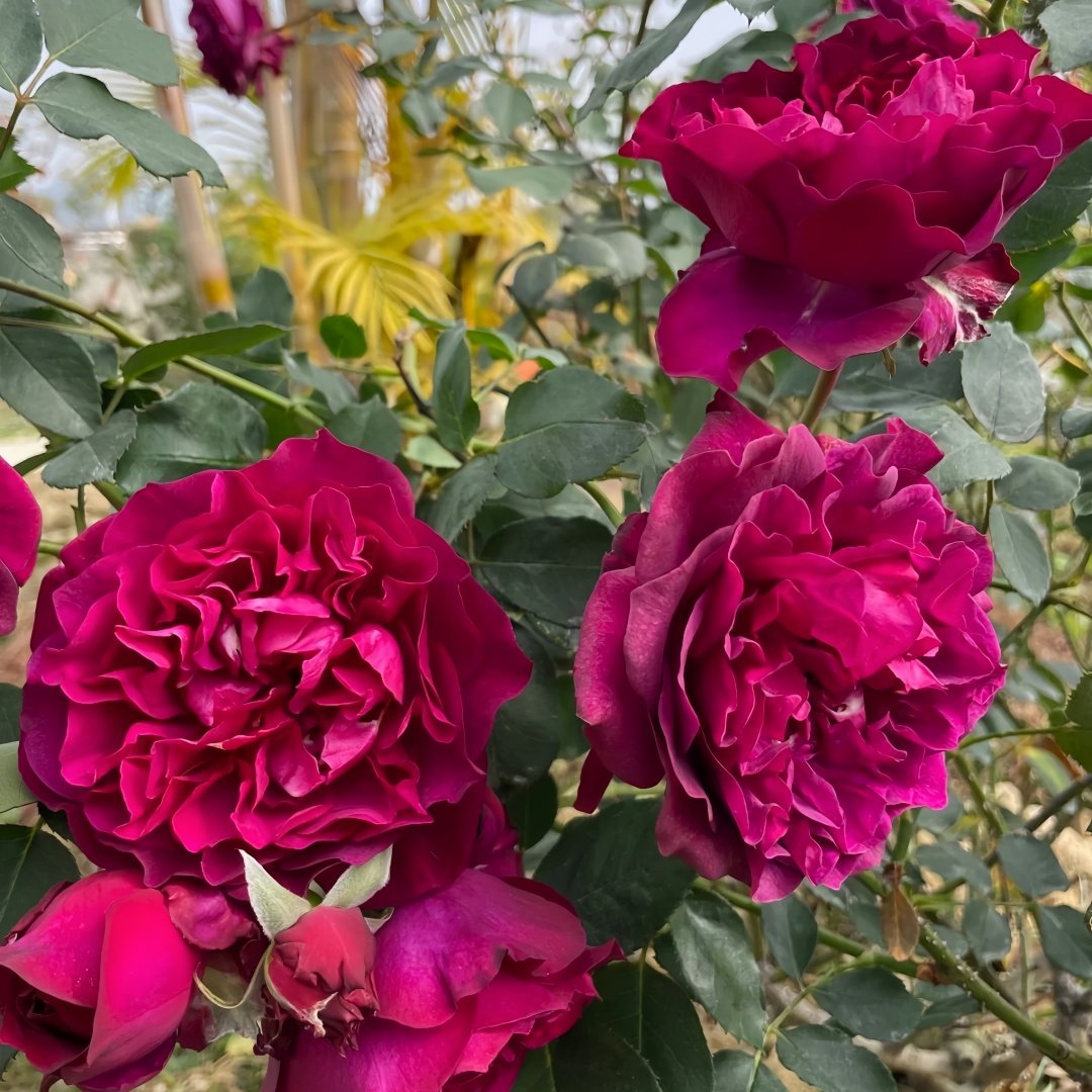 Velvety Twilight Rose Plant｜暮光之城 image 6