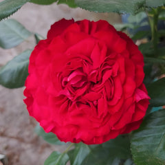 Traviata Rose Plant|茶花女 image 2